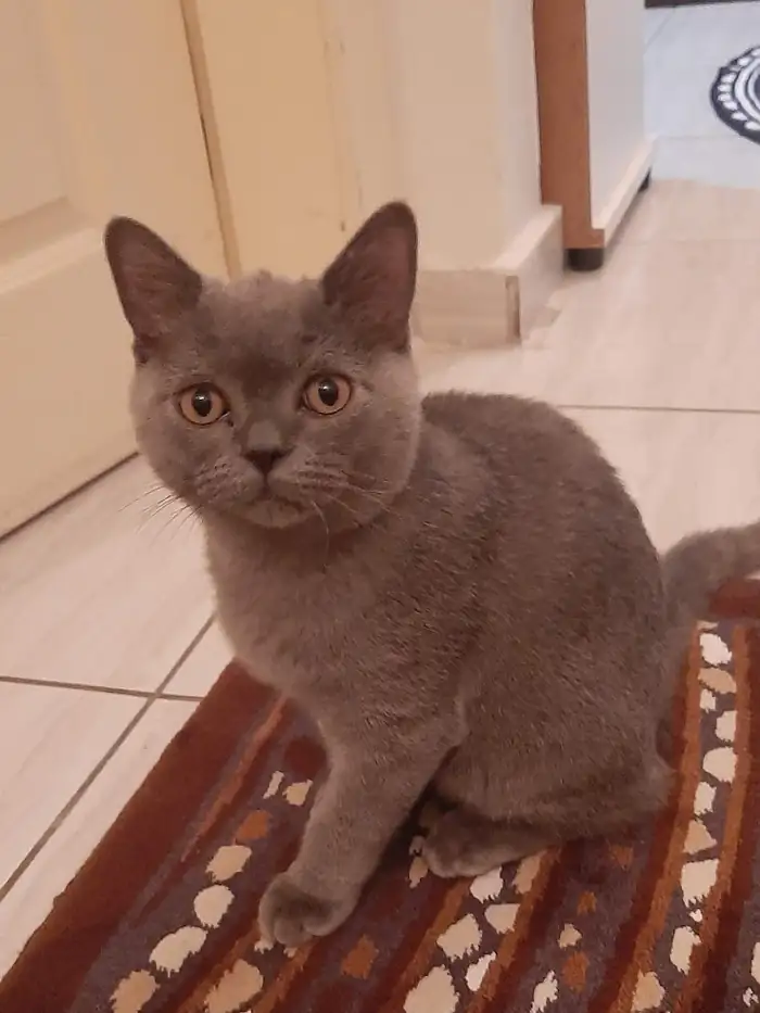 Halı üzerinde gri kedi