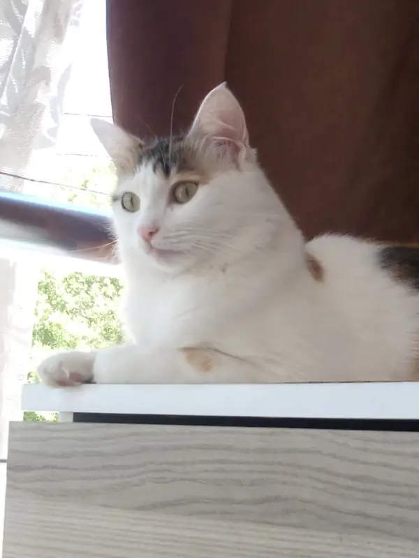 Pencere önünde dinlenen kedi