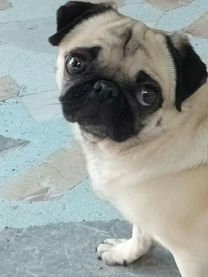 Hasta sahibinin paylaştığı pug köpek