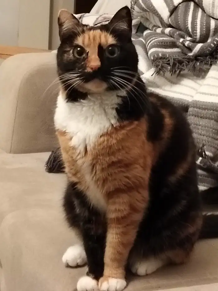 Koltukta oturan üç renkli kedi